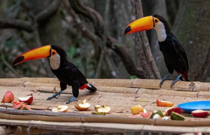 Incendios devastan el 22 % del gigantesco humedal Pantanal en Brasil