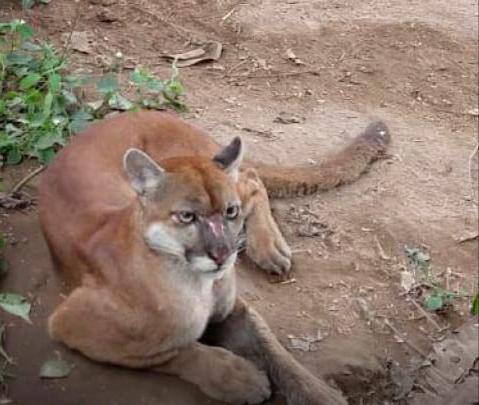 Liberan a una puma en el Parque Nacional Cotacachi Cayapas