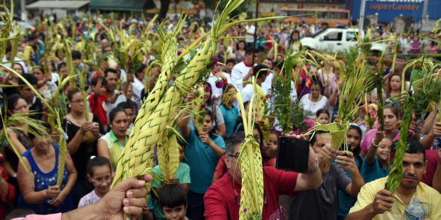 Palma de cera en peligro de extinción en Ecuador