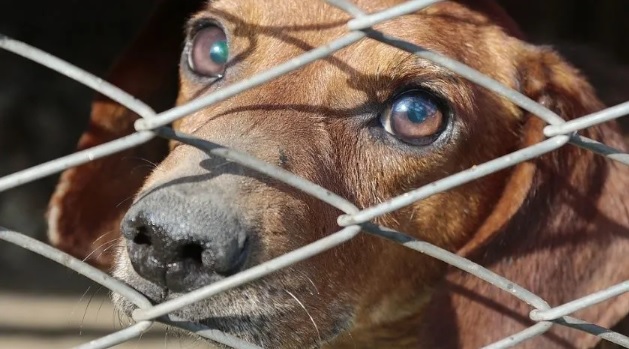 Yunda pide reformas al COIP sobre maltrato animal