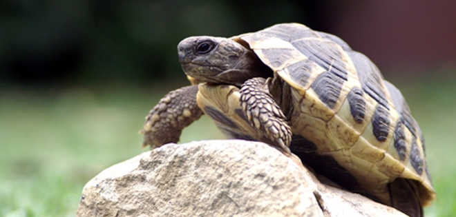 50 especies rescatadas y rehabilitadas en Cuyabeno fueron liberadas