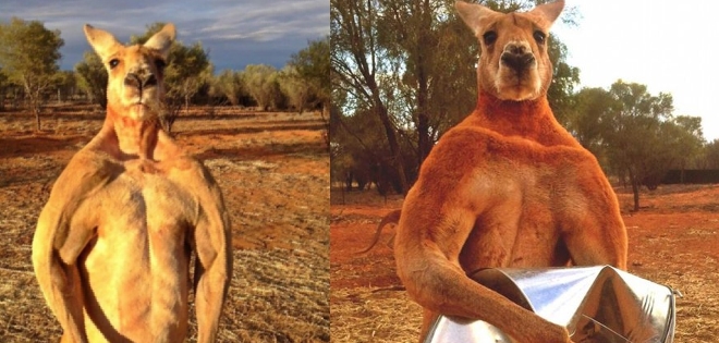 El canguro físicoculturista que fue rescatado cuando era bebé