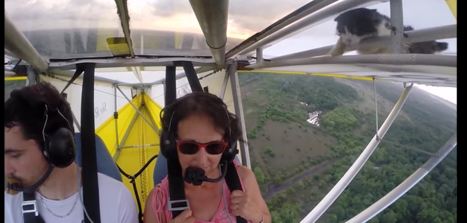 Gato se subió a una avioneta y nadie se dio cuenta