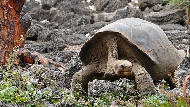 Día de la Tierra: 4 animales que desaparecieron de América Latina