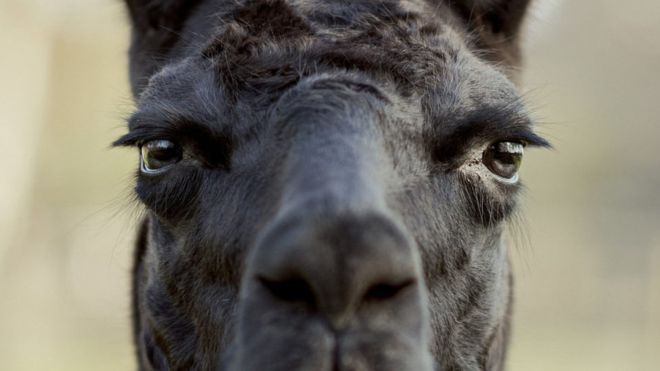 Winter, la llama que puede ser clave para encontrar una cura para el covid-19