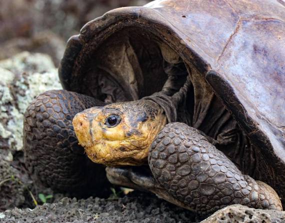 Encuentran una tortuga en Galápagos que se creía extinta hace más de 100 años