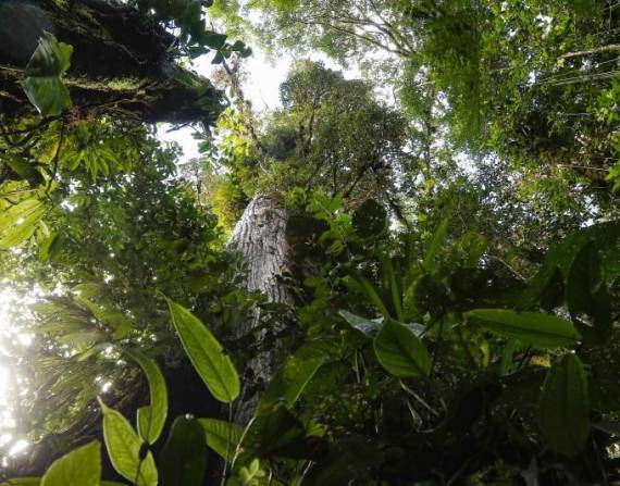 El WWF pide reconocer la labor de los indígenas en la protección de bosques