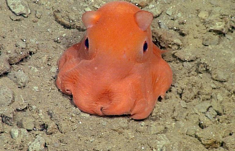 Buscan nombre para pulpo rosa... tan adorable que podría ser &quot;Adorabilis&quot;