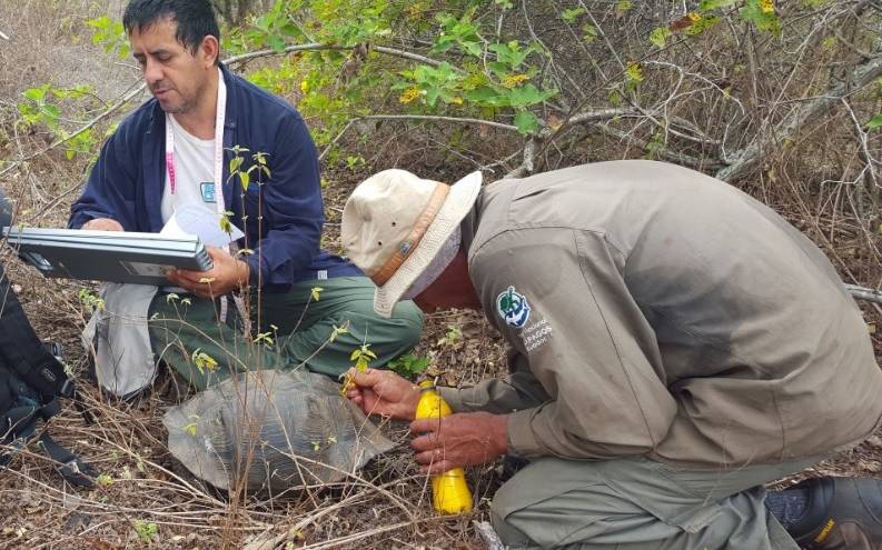 Buscan en Galápagos tortugas gigantes emparentadas con especies extintas