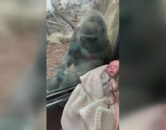 Kiki, una primate de 39 años, quedó maravillada al ver a la mujer y su hijo de cinco semanas de nacido.