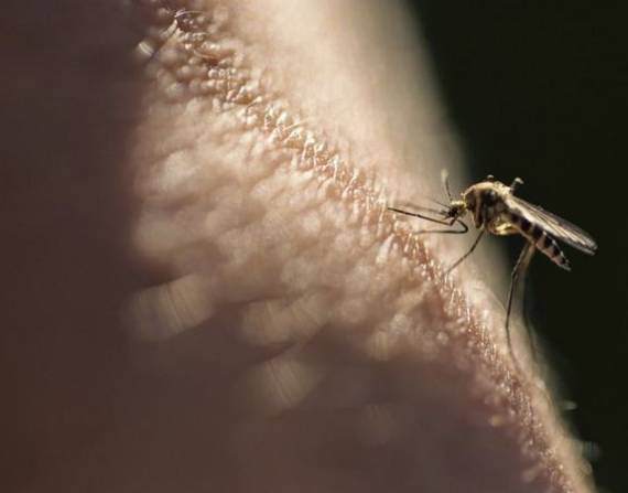 La malaria está causada por parásitos que se transmiten al ser humano por la picadura de mosquitos.