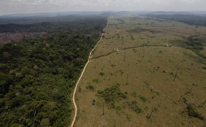 Deforestación en Amazonía alcanza su mayor nivel desde 2008