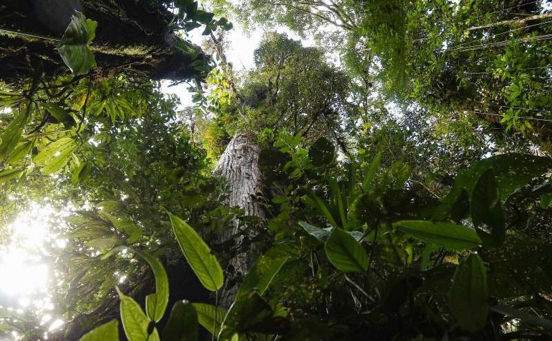 El WWF pide reconocer la labor de los indígenas en la protección de bosques