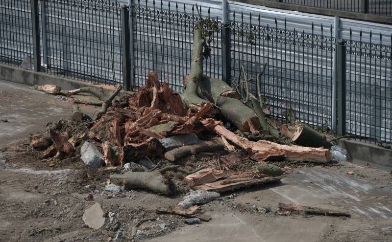 Municipio ordenó talar un ceibo porque interfería con la aerovía