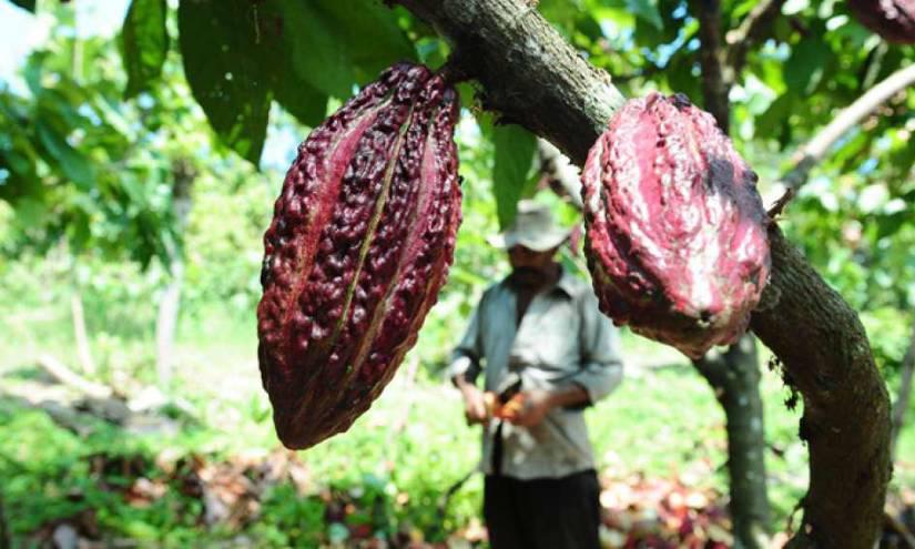 Ecuador, primer exportador de cacao de América avanza en la trazabilidad