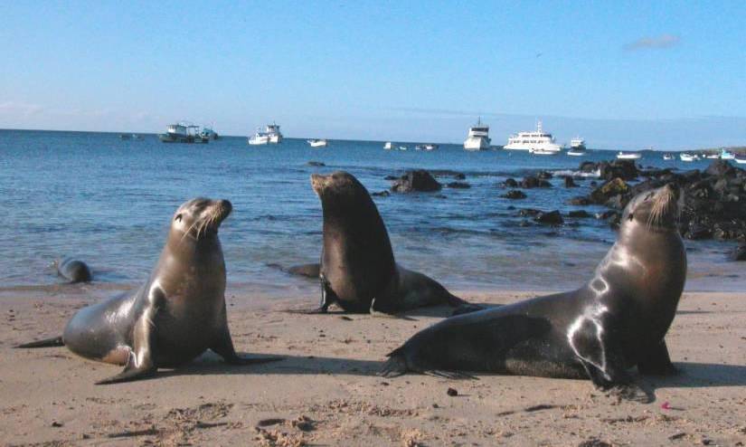 Zoológico de EEUU recreará a las Islas Galápagos como modelo de conservación