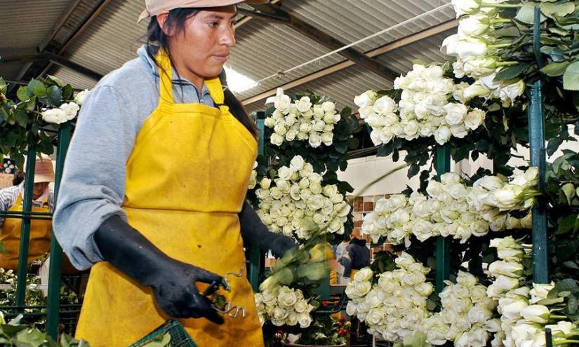 La floricultura de Ecuador, uno de los sectores más castigados por la pandemia