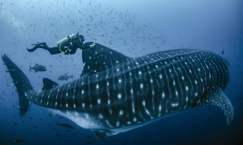 Galápagos: marcan a 10 tiburones ballena para rastrearlos