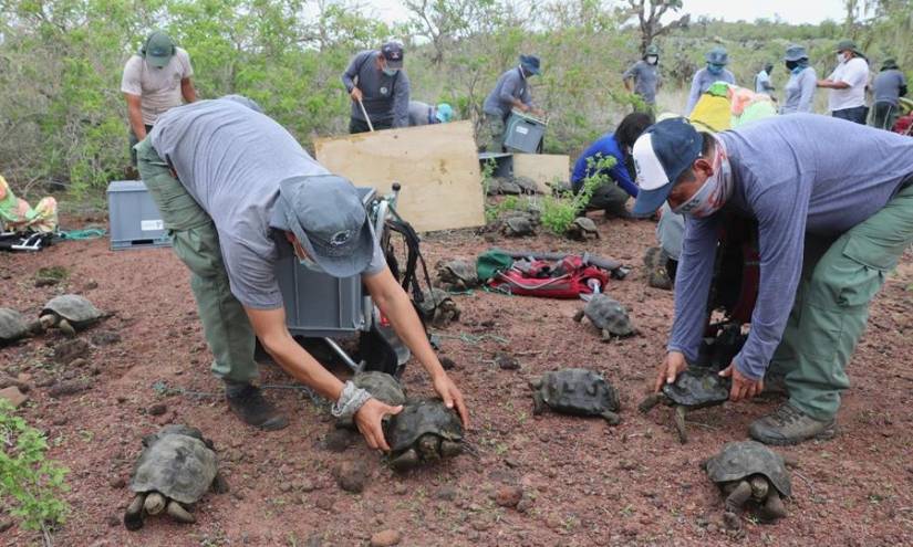 Liberan a 191 tortugas gigantes en una isla de Galápagos