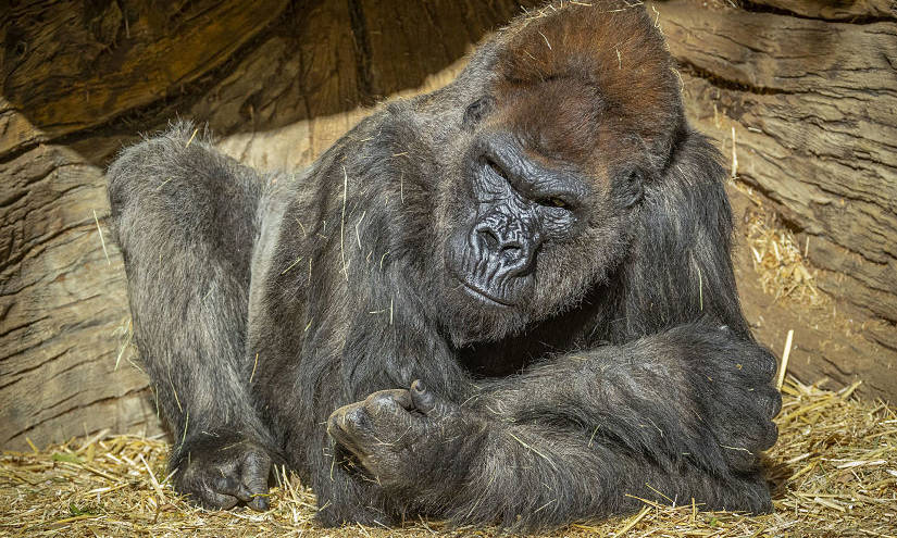 Gorilas de zoológico de San Diego dan positivo a coronavirus