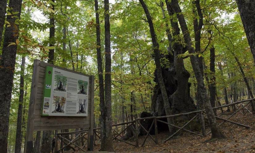 Los países que albergan el 85% de los bosques del planeta prometen, otra vez, frenar su deforestación en 2030