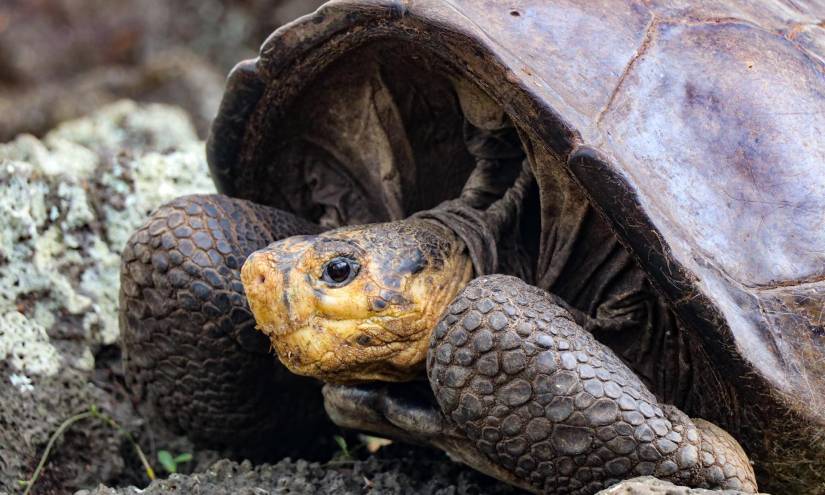 Encuentran una tortuga en Galápagos que se creía extinta hace más de 100 años