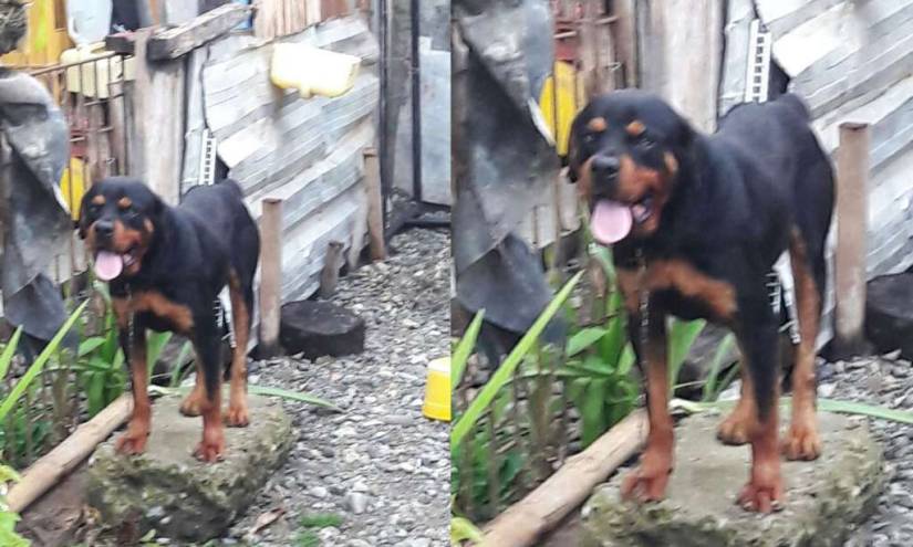 Mujer falleció tras ataque de perro en Shushufindi