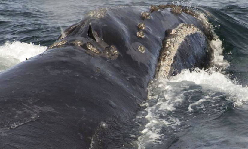 Graban canto de rara ballena franca por primera vez