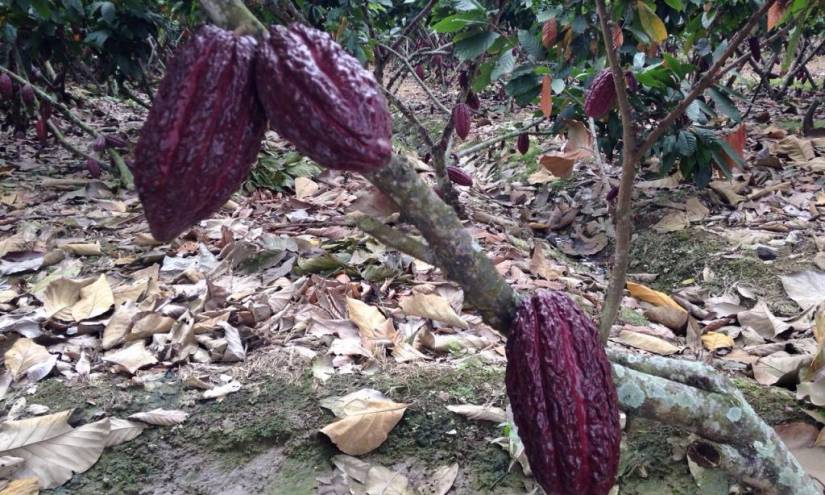 Ecuador Sobre Ruedas: Conozca al &#039;Señor del Gran Cacao&#039;
