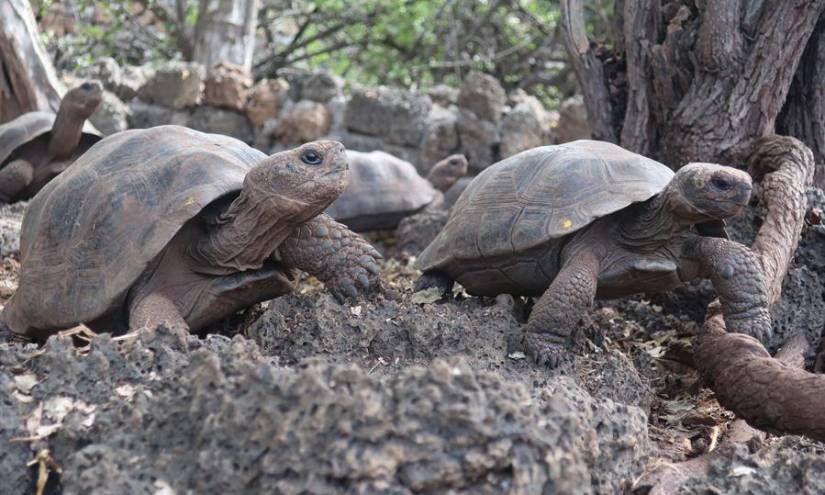 3 años de prisión a policía por tráfico de tortugas de Galápagos