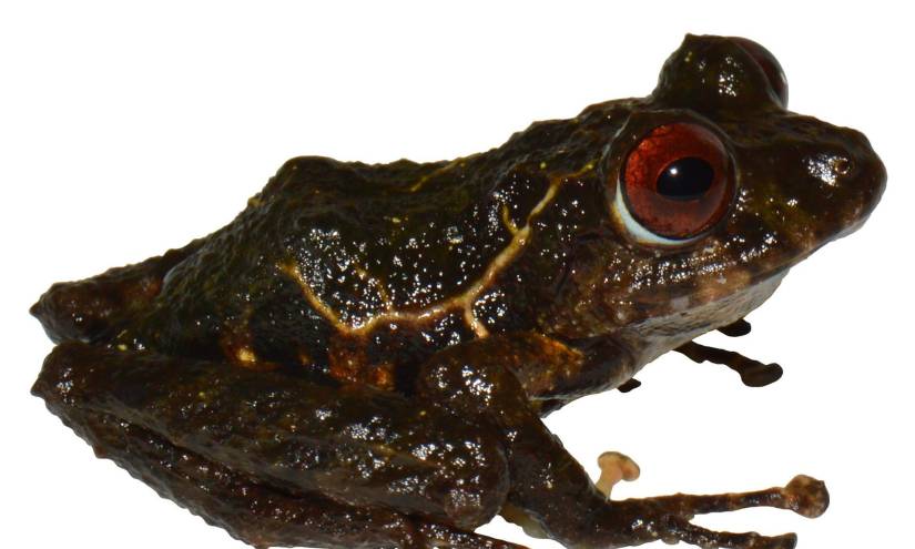 Una nueva especie de rana en Ecuador es nombrada ledzeppelin