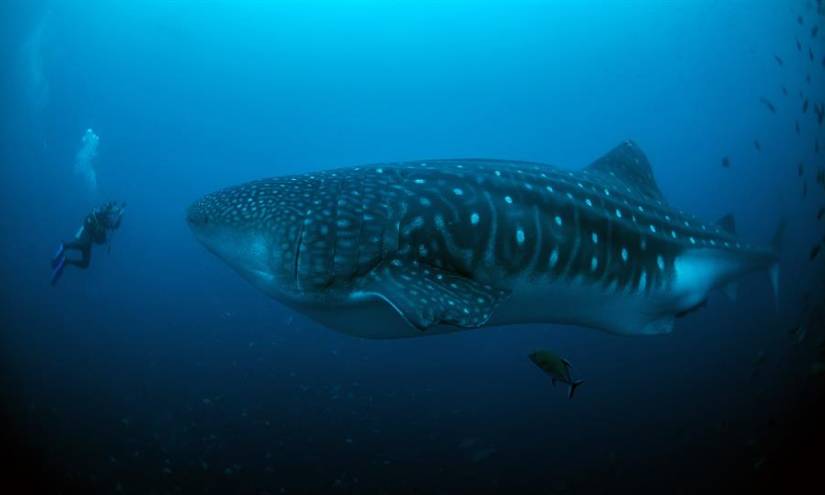 Tiburón ballena regresa a Galápagos tras salir a aguas internacionales