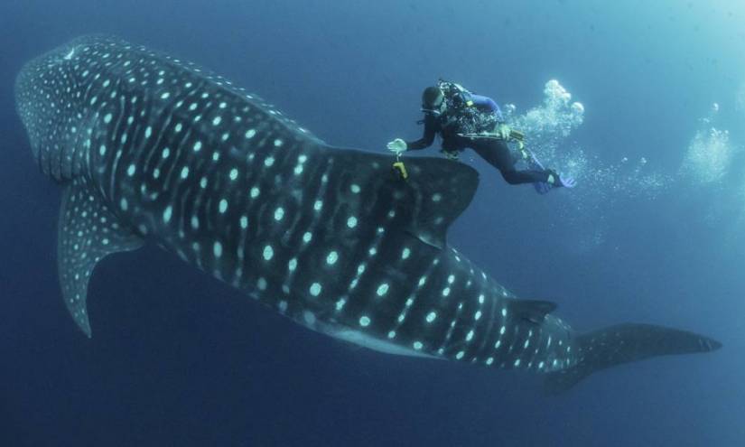 Tiburón ballena &#039;Esperanza&#039;, dejó de transmitir su ubicación