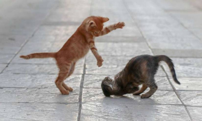 El gato que &#039;practica&#039; lucha libre