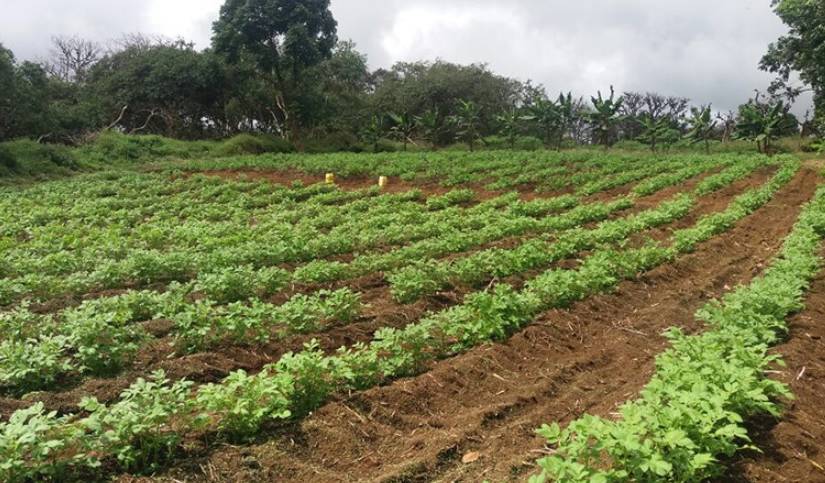 Galápagos busca ser autosostenible en producción agrícola