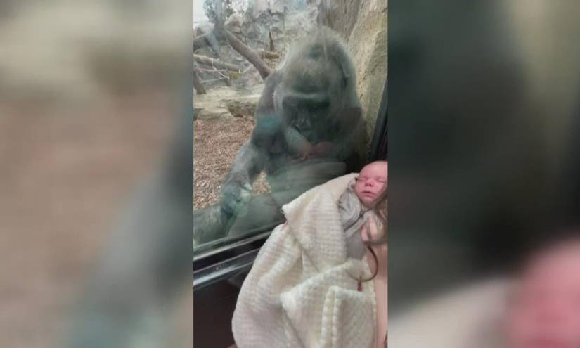 Una gorila comparte un tierno momento con una madre y su bebé en EE.UU.