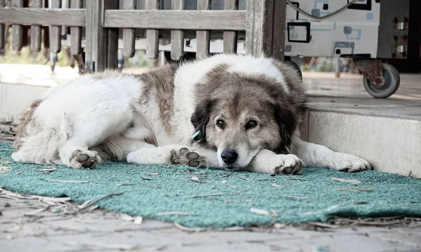 Un perro espera durante 4 días a su dueño que se suicidó