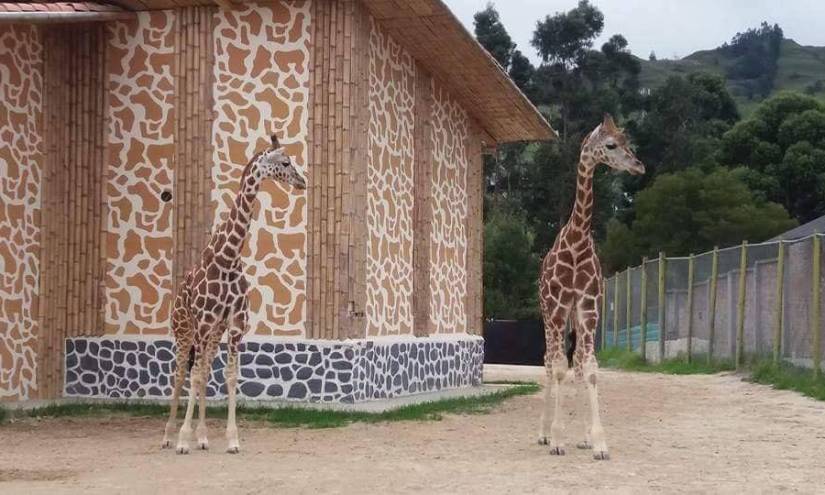 Muere jirafa recién nacida en el zoológico de Loja