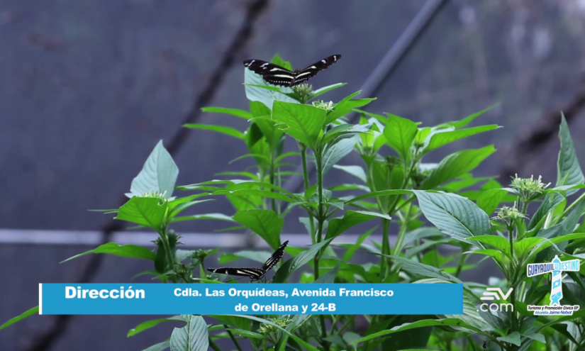 Descubriendo el Jardín Botánico de Guayaquil y la orquídea emblemática