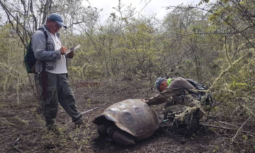 Galápagos: Localizan a pariente del Solitario George