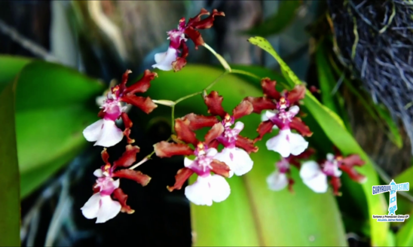 Descubriendo el Jardín Botánico de Guayaquil y la orquídea emblemática