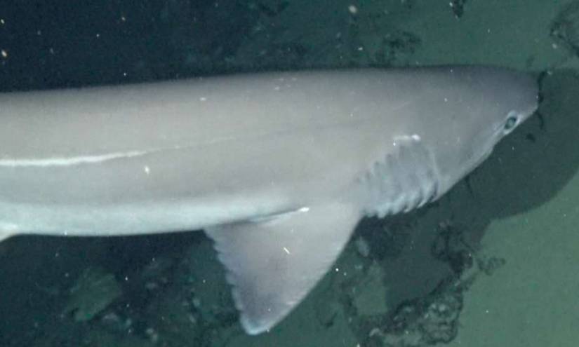 Registran 2 especies de tiburones inéditas en Galápagos