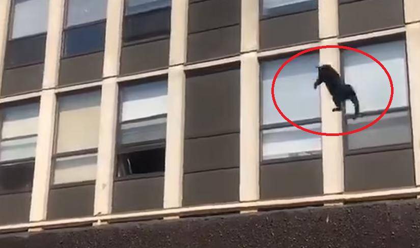 Un gato salta desde la quinta planta de un edificio en llamas y sobrevive